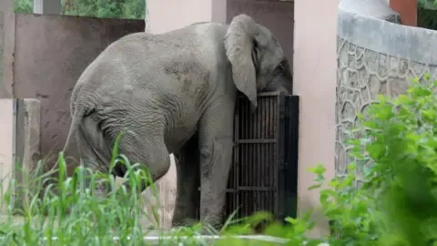 Isolated Life and Passing of India’s Capital’s Only African Elephant